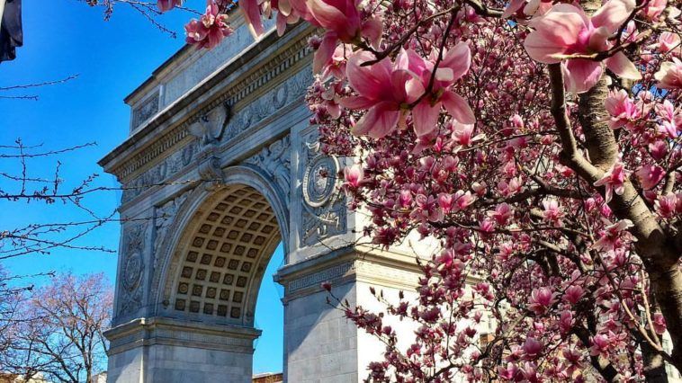 Blossom at Washington Square Park by @scottlipps #Spring