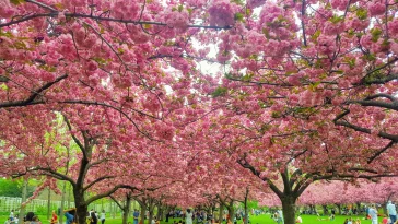 brooklyn-botanic-garden-cherry-blossoms