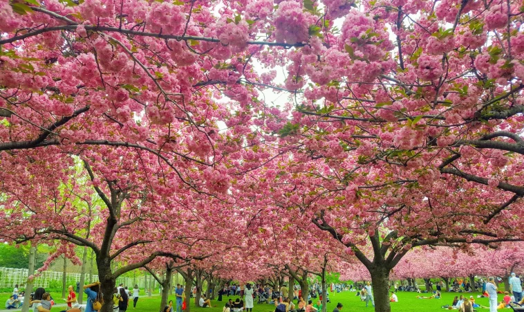 brooklyn-botanic-garden-cherry-blossoms