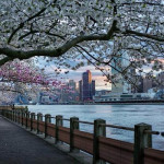 Spring in New York City #NYC by @gabriele_corno Spring in New York City #NYC by @gabriele_corno