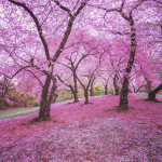 Spring blossoms at Central Park by Vivienne Gucwa Spring blossoms at Central Park by Vivienne Gucwa