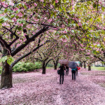 Brooklyn Botanical Garden by Javan NG Brooklyn Botanical Garden by Javan NG