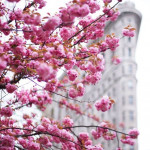 Flatiron Building by NYdrayton Flatiron Building by NYdrayton