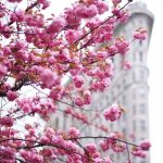 Flatiron Building by NYdrayton Flatiron Building by NYdrayton